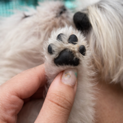 Primerizos