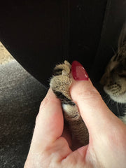 Gatos
